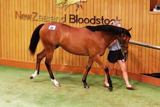 Highden Park's Lot 48 - a filly by Tavistock.